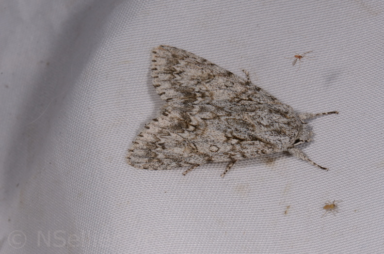 Chasse Aux Papillons - Gencay - 11-07-2020 - Acronicta aceris (20).jpg