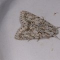 Acronicta aceris