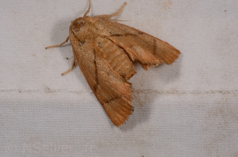 Chasse Aux Papillons - Gencay - 11-07-2020 - Apoda limacodes (35).jpg