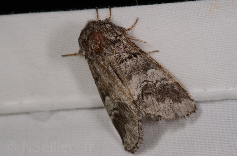 Chasse Aux Papillons - Gencay - 11-07-2020 - Drymonia querna (15).jpg
