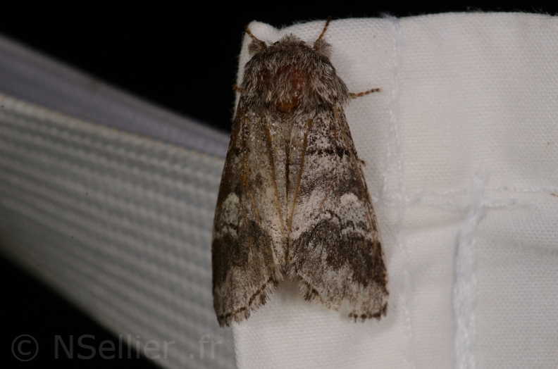 Chasse Aux Papillons - Gencay - 11-07-2020 - Drymonia querna (23).jpg
