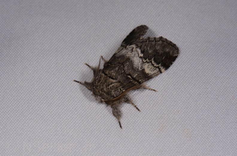 Chasse Aux Papillons - Gencay - 11-07-2020 - Drymonia querna (52).jpg