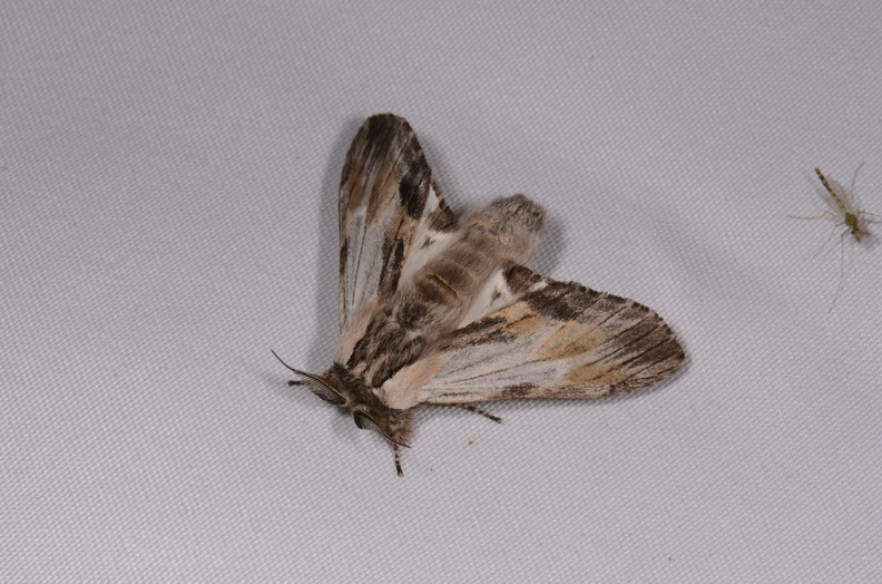 Chasse Aux Papillons - Gencay - 11-07-2020 - Harpyia milhauseri (42).jpg