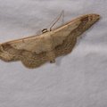 Idaea aversata