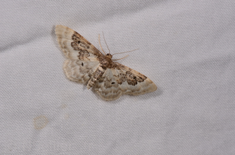Chasse Aux Papillons - Gencay - 11-07-2020 - Idaea rusticata (66).jpg