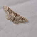 Idaea rusticata