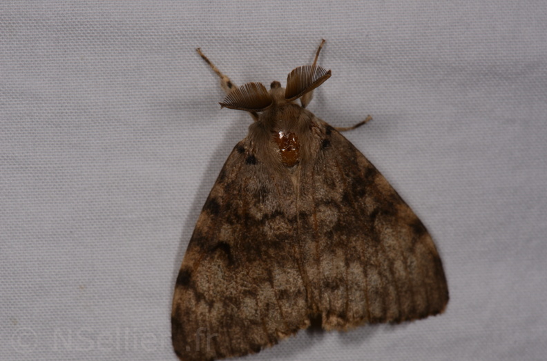 Chasse Aux Papillons - Gencay - 11-07-2020 - Lymantria dispar (62).jpg