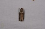 Acrobasis repandana