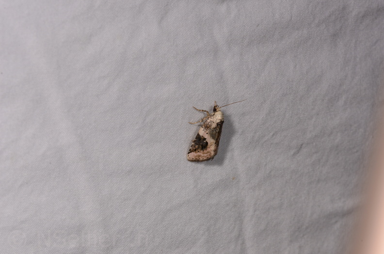 Chasse Aux Papillons - Gencay - 11-07-2020 - Pseudeustrotia candidula (40).jpg