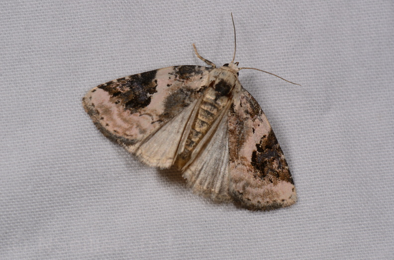 Chasse Aux Papillons - Gencay - 11-07-2020 - Pseudeustrotia candidula (68).jpg