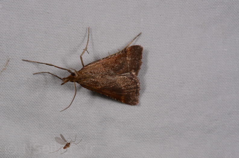 Chasse Aux Papillons - Gencay - 11-07-2020 - Synaphe punctalis (7).jpg