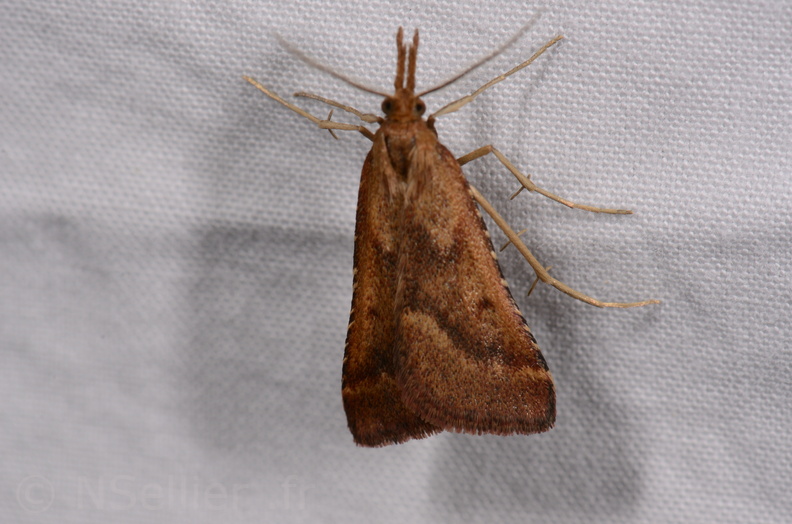 Chasse Aux Papillons - Gencay - 11-07-2020 - Synaphe punctalis (49).jpg