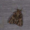 Acronicta rumicis