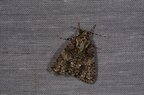 Acronicta rumicis