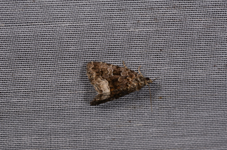 Chasse Aux Papillons - Amuré - 25-07-2020 - Deltote pygarga (70).jpg