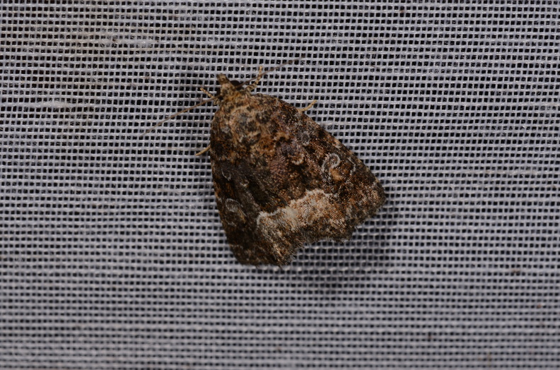 Chasse Aux Papillons - Amuré - 25-07-2020 - Deltote pygarga (110).jpg