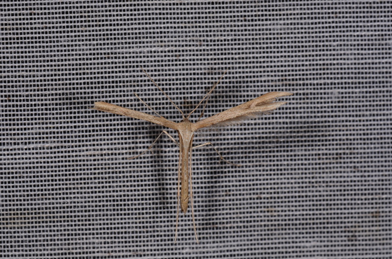 Chasse Aux Papillons - Amuré - 25-07-2020 - Emmelina monodactyla (134).jpg