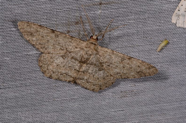 Chasse Aux Papillons - Amuré - 25-07-2020 - Hypomecis punctinalis (122).jpg