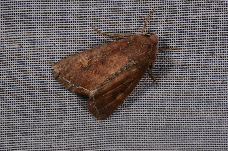 Chasse Aux Papillons - Amuré - 25-07-2020 - Lacanobia oleracea (89).jpg