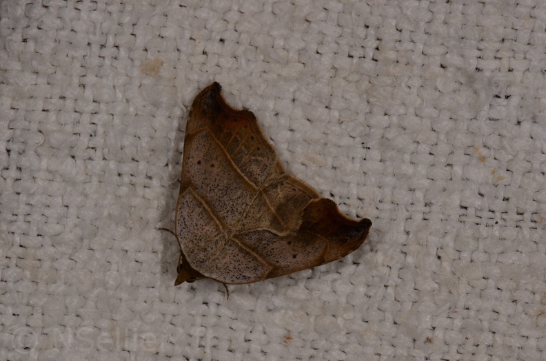 Chasse Aux Papillons - Amuré - 25-07-2020 - Laspeyria flexula (63).jpg