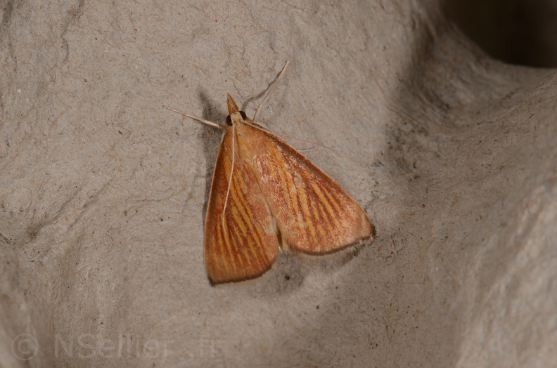 Chasse Aux Papillons - Amuré - 25-07-2020 - Nascia cilialis (128).jpg