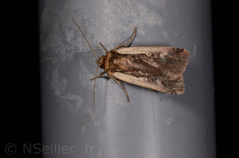 Chasse Aux Papillons - Amuré - 25-07-2020 - Ochropleura plecta (8).jpg