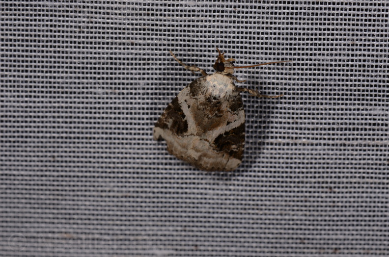 Chasse Aux Papillons - Amuré - 25-07-2020 - Pseudeustrotia candidula (62).jpg