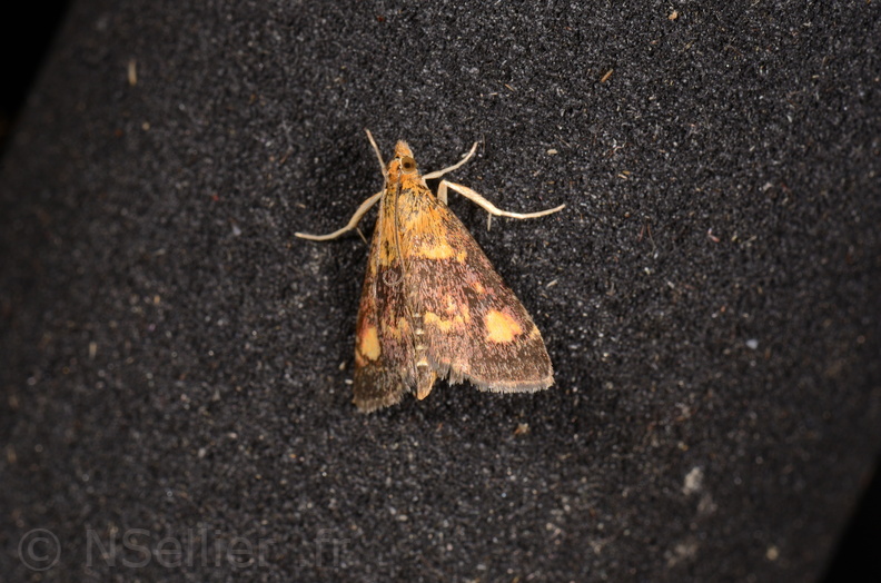 Chasse Aux Papillons - Amuré - 25-07-2020 - Pyrausta aurata (28).jpg