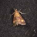 Pyrausta aurata