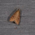 Udea ferrugalis