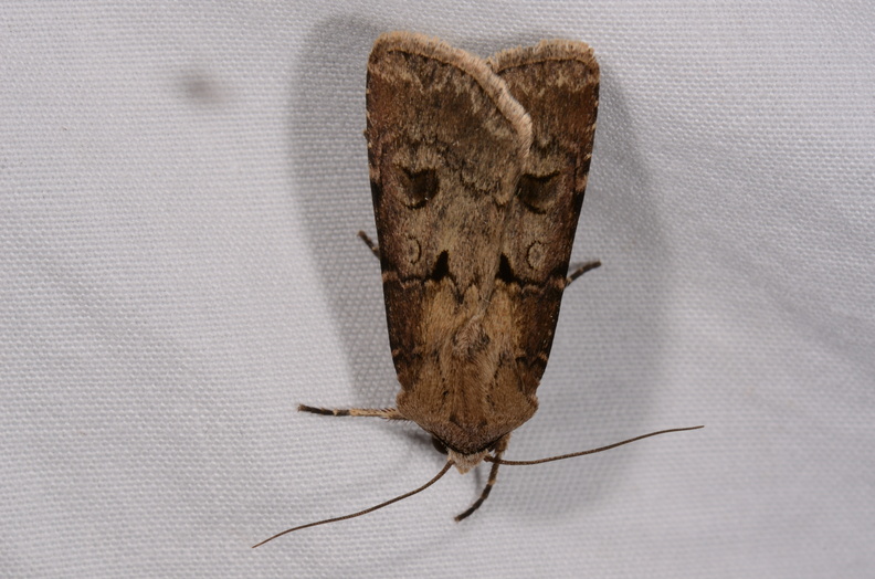 Chasse Aux Papillons - Chauvigny - 05-08-2020 - Agrotis exclamationis (131).jpg