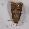 Agrotis exclamationis
