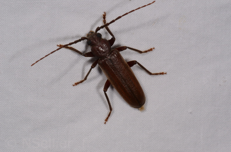 Chasse Aux Papillons - Chauvigny - 05-08-2020 - Arhopalus rusticus (169).jpg