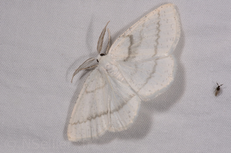 Chasse Aux Papillons - Chauvigny - 05-08-2020 - Cabera pusaria (90).jpg