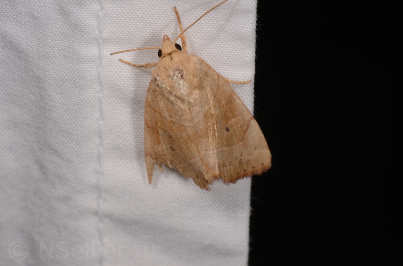 Chasse Aux Papillons - Chauvigny - 05-08-2020 - Cosmia trapezina (41).jpg