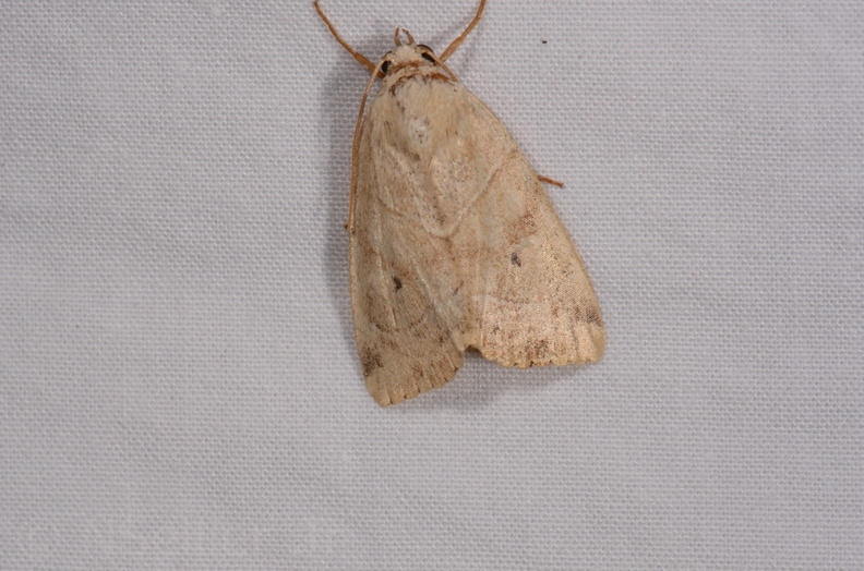 Chasse Aux Papillons - Chauvigny - 05-08-2020 - Cosmia trapezina (43).jpg