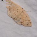 Cyclophora punctaria