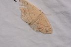 Cyclophora punctaria