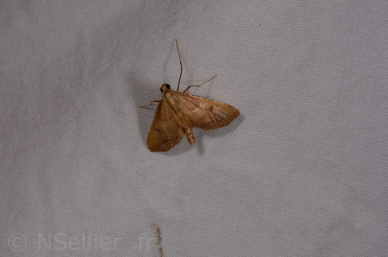 Chasse Aux Papillons - Chauvigny - 05-08-2020 - Endotricha flammealis (7).jpg