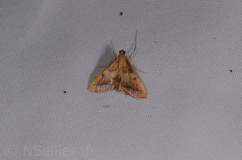 Chasse Aux Papillons - Chauvigny - 05-08-2020 - Endotricha flammealis (14).jpg