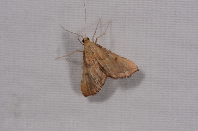 Chasse Aux Papillons - Chauvigny - 05-08-2020 - Endotricha flammealis (55).jpg