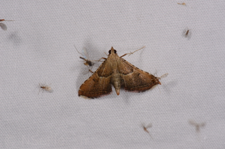 Endotricha flammealis