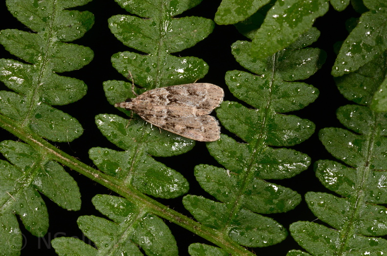 Eudonia mercurella