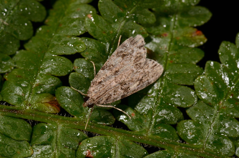 Eudonia mercurella