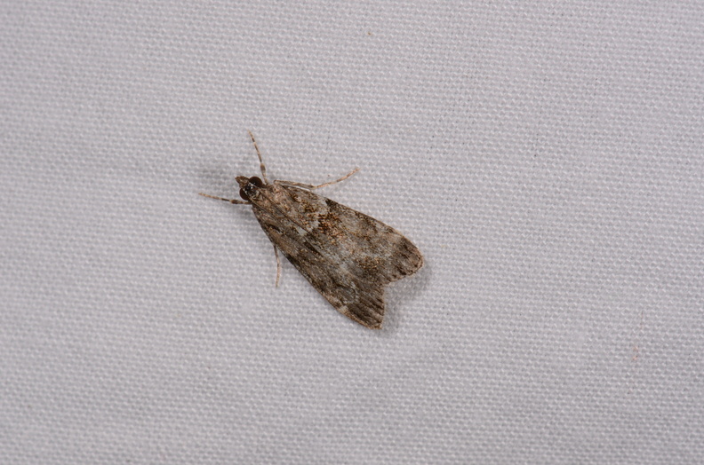Eudonia mercurella
