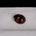 Harmonia axyridis
