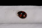 Harmonia axyridis