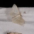 Idaea subsericeata