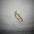 Agriphila straminella