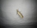 Agriphila straminella